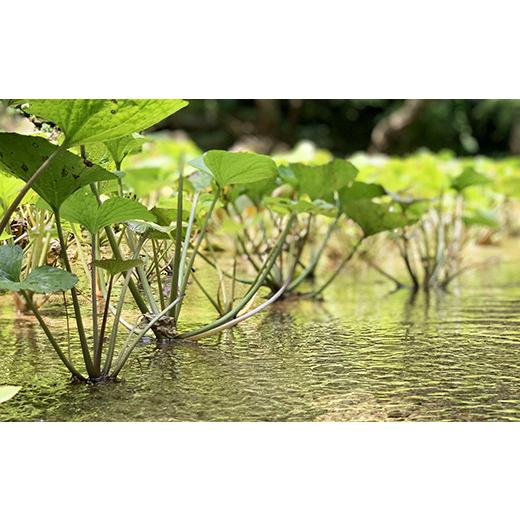 ふるさと納税 静岡県 西伊豆町 「静岡水わさびの逸品」認定　無農薬本わさびざんまいセット