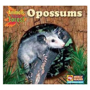 Opossums (Animals That Live in the Forest)