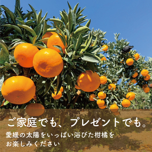 柑橘の大トロ せとか 小玉 S-SSサイズ 家庭用 約6kg ＜2月下旬～発送予定＞ 柑橘 みかん 果物 くだもの フルーツ おすすめ 高級 人気 お取り寄せ グルメ ギフト 期間限定 数量限定 ご当地 愛媛県 松山市 たかぎ果樹園