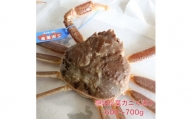 隠岐松葉カニ600～700g〈活〉