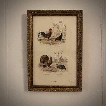 法國百年鳥類/雞雕刻手工上色-重新裱框版畫