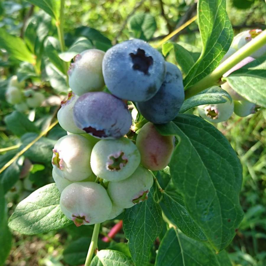 ブルーベリー １kg 国産 冷凍 大粒 サイズ混合 秋田県産 鹿角 完熟ブルーベリー 手摘み