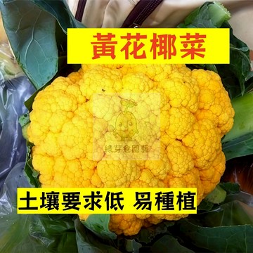🌱早熟高產 黃花椰菜種子HYC-6  土壤要求低 易種植 菜花 易生長  高產 抗病抗旱易種植 高產蔬菜種子