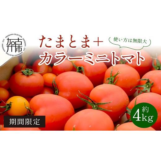 ふるさと納税 兵庫県 加古川市 たまとま＋カラーミニトマト(約4kg)《 野菜 トマト ミニトマト カラートマト 期間限定 送料無料 おすすめ 美味しい セッ…