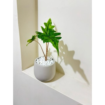 蒲田&傑克林觀音蓮、觀葉植物、