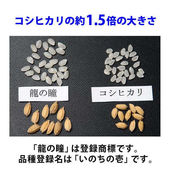 新米入荷 龍の瞳 10kg （5kg×2袋） 令和5年産米 岐阜県産 白米  送料無料 一部地域除く