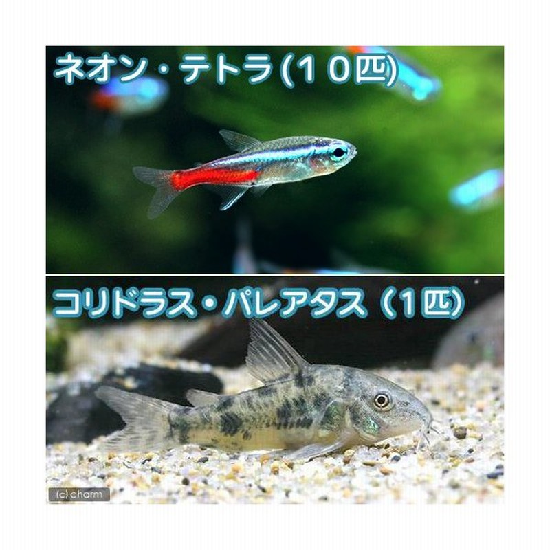 熱帯魚 ネオンテトラ １０匹 コリドラス パレアタス １匹 北海道 九州航空便要保温 通販 Lineポイント最大0 5 Get Lineショッピング