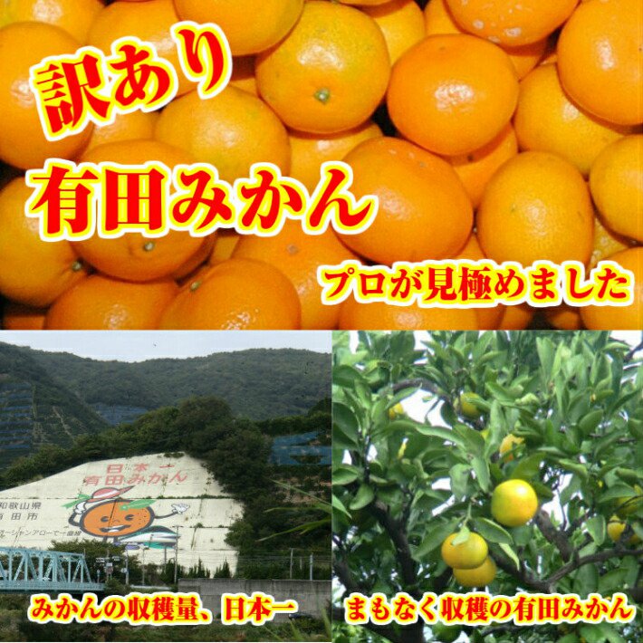 みかん 5kg 送料無料 訳あり s 小粒くん 有田みかん 果物 おいしい 小玉 和歌山直送 産地直送 こつぶ 和歌山 わけあり ミカン 甘い 糖度 お買い得 ご自宅用