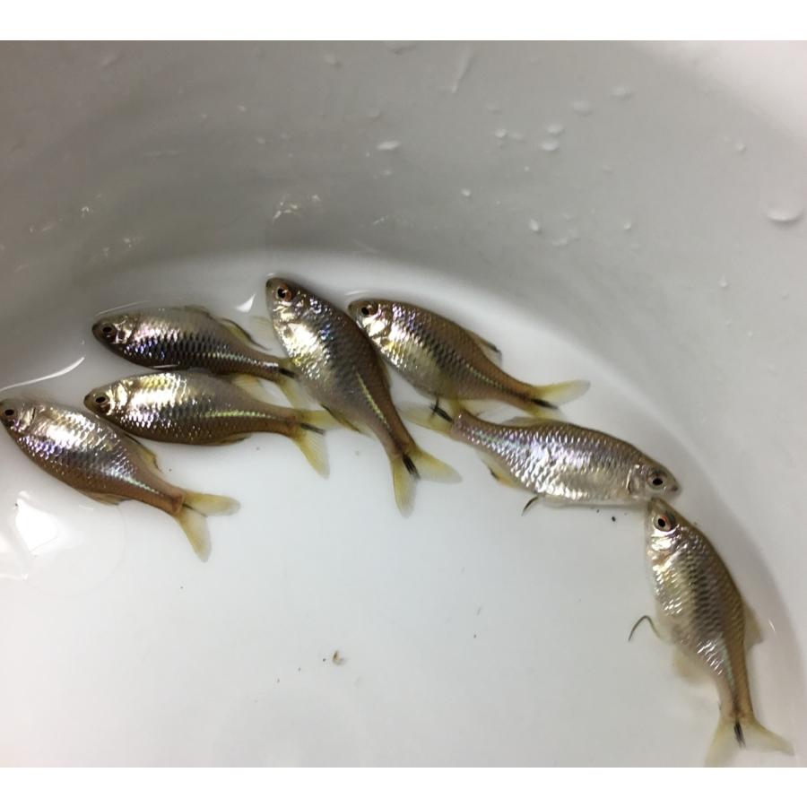 アカヒレタビラ　3cm 10匹（タナゴ）日本淡水魚