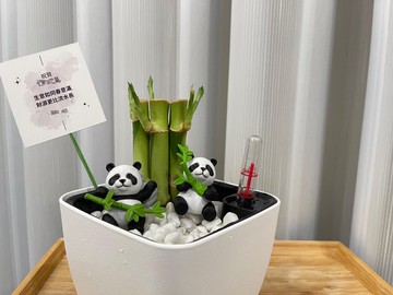 蕨美植栽 懶人土耕植栽 開運竹 x 方形懶人花盆 熊貓陪伴・質感