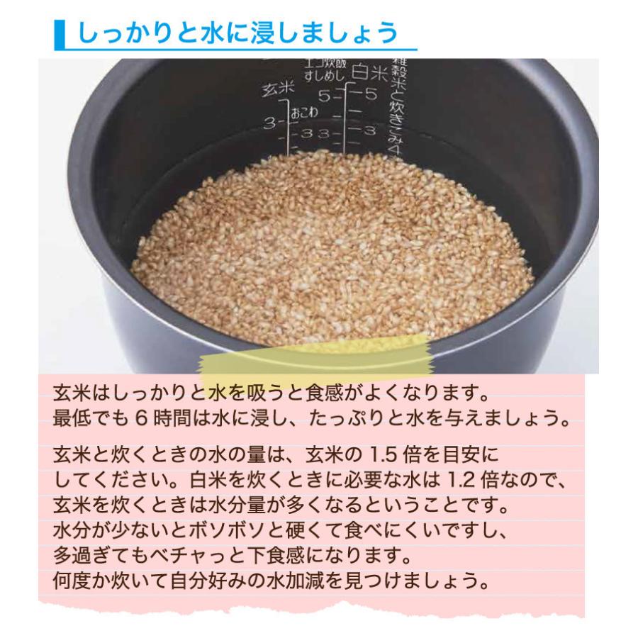 玄米 令和５年産 福井県産コシヒカリ20kg 単一原料米 栄養満点 お米 安い 10kg×2 送料無料