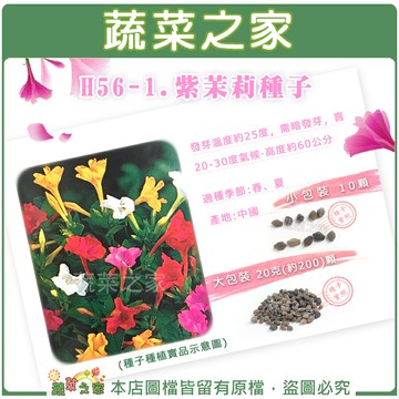 【蔬菜之家】H56-1.紫茉莉種子(貝魯) (共有2種包裝可選)