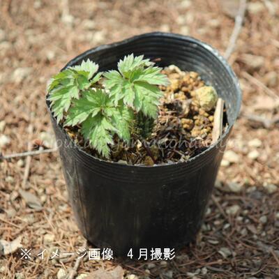 サラシナショウマ 10.5cmポット苗5ポット 山野草 耐寒性多年草 晒菜升麻 30芽吹き始め