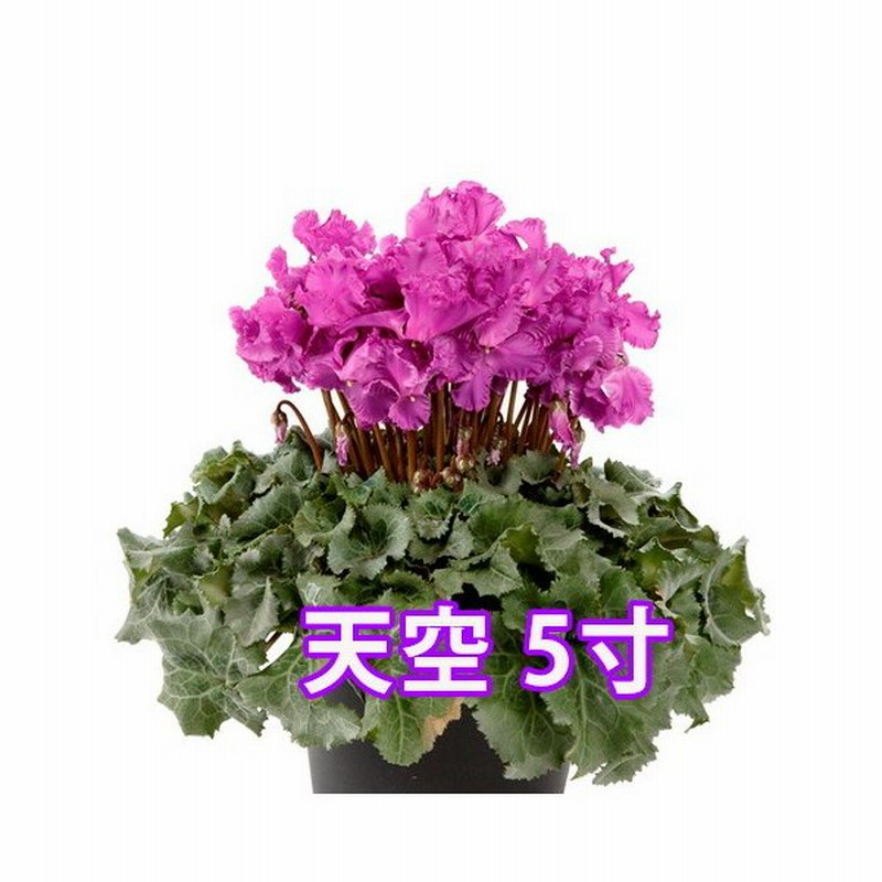シクラメン 天空 大栄花園 カゴ入り 送料無料 青 ブルー 紫 5号 鉢花 ギフト お歳暮 いい夫婦の日 プレゼント 香 クリスマス 誕生日 結婚記念日 花ギフト 鉢植え 通販 Lineポイント最大0 5 Get Lineショッピング