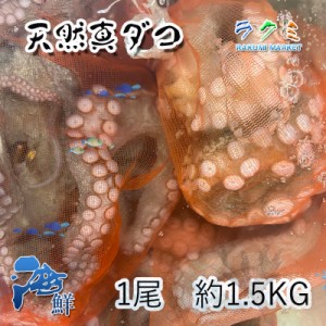 天然 真 ダコ 1尾 約1.5～2kg 三重 愛知 千葉県産 たこ 蛸