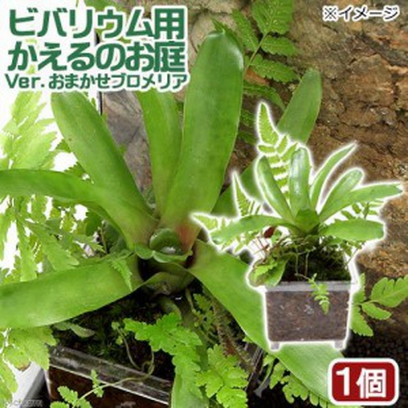 テラリウム ビバリウム用 かえるのお庭 ｖｅｒ おまかせブロメリア 無農薬 １個 本州四国限定 通販 Lineポイント最大1 0 Get Lineショッピング
