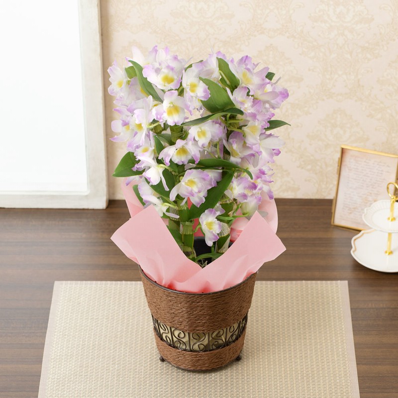 Flower 飾り 花 鉢植え デンドロビウム リセ 新年 迎春 お年賀 通販 Lineポイント最大get Lineショッピング