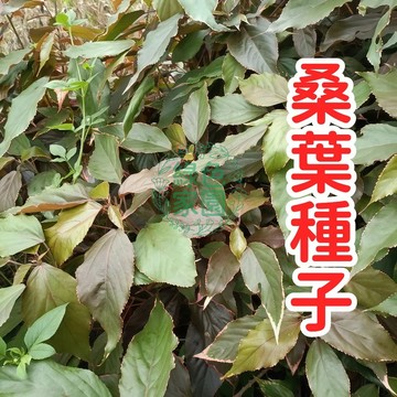臺灣原生桑樹種子 優質桑葉樹苗培育 盆栽綠化造景 果桑嫁接砧木 家庭園藝種子包 自然農法適用 桑葚果實原料來源
