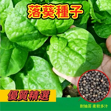 台灣現貨（落葵種子）木耳菜種子皇宮菜種子大葉紫紅木耳菜種子肉厚懶人耐高溫高鈣易種蔬菜種籽含花青素 營養價值高