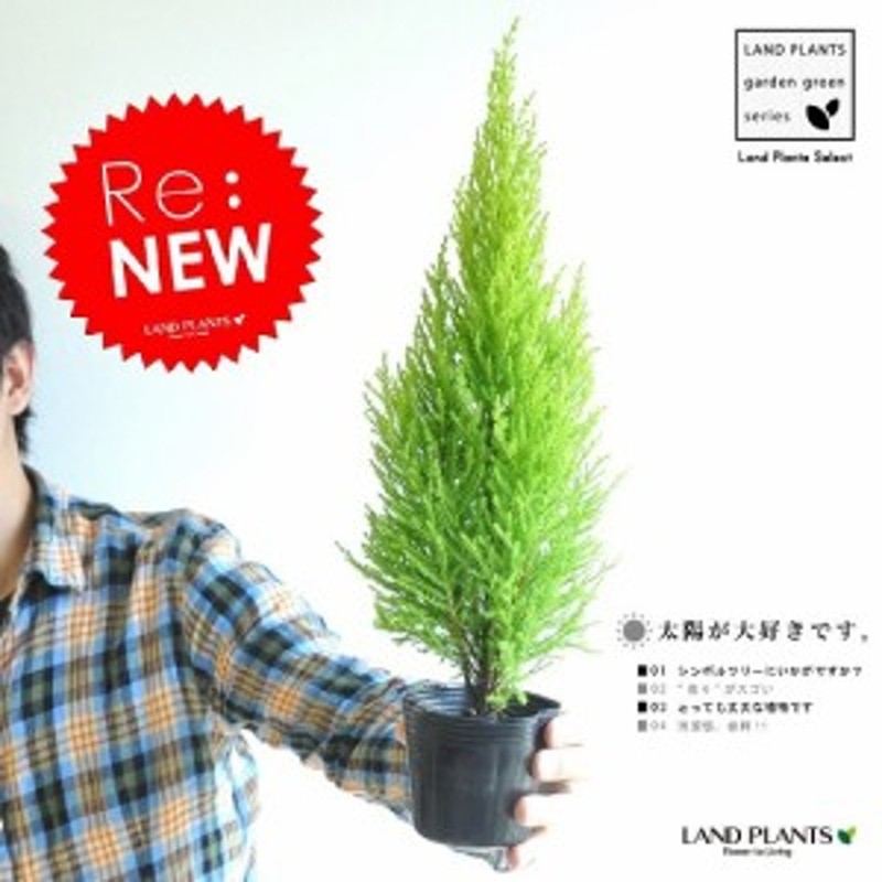 Re New ｈ約35cm 苗木 ゴールドクレスト ３号 コニファー 成長速度の速い植物 寄せ植えや お庭のシンボルツリーに ウィルマ 通販 Lineポイント最大1 0 Get Lineショッピング