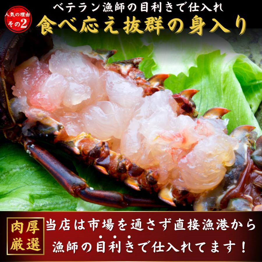 高知県産 天然 伊勢海老 約500ｇ （選べる1〜2尾） お刺身 冷凍 海鮮 BBQ