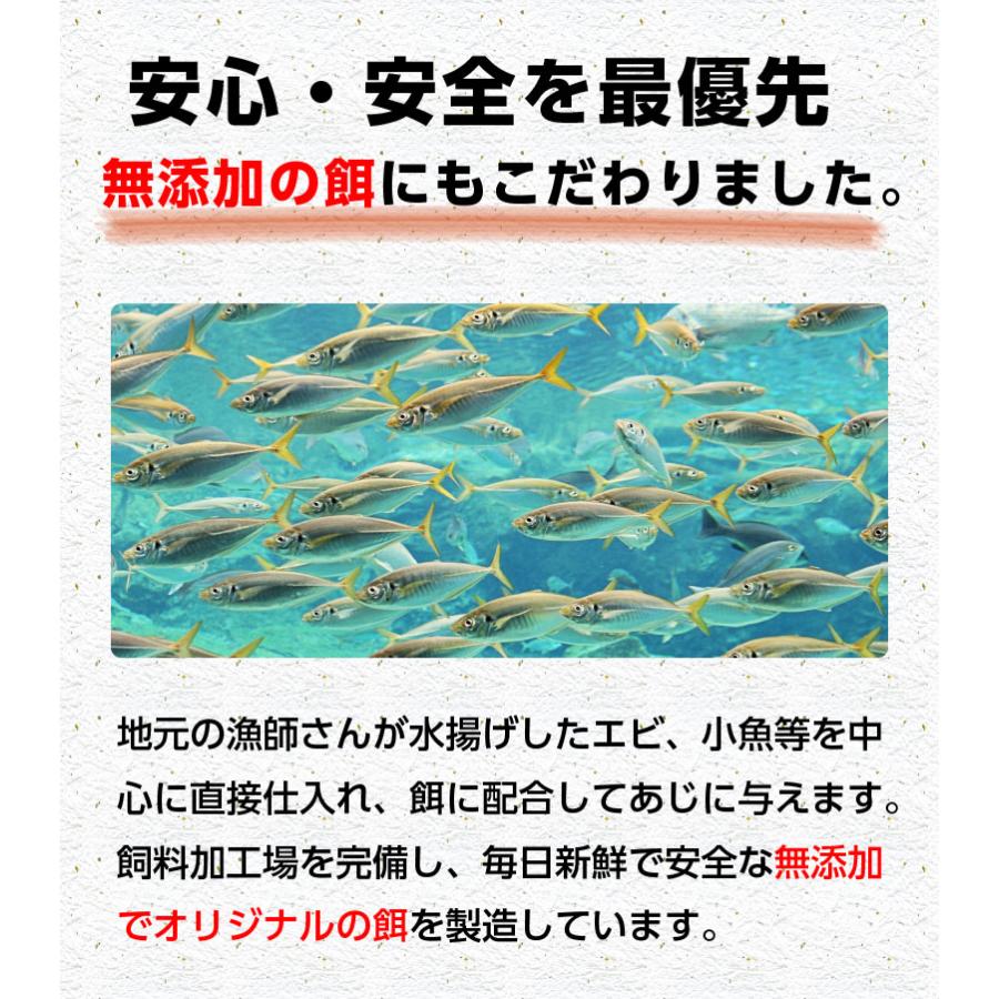 プレゼント ギフト 海鮮 干物 特大真あじ干物 4枚 アジ 干物 贈答用 ギフト 愛媛県産 養殖 真あじ アジの開き 鯵  送料無料 Y凍