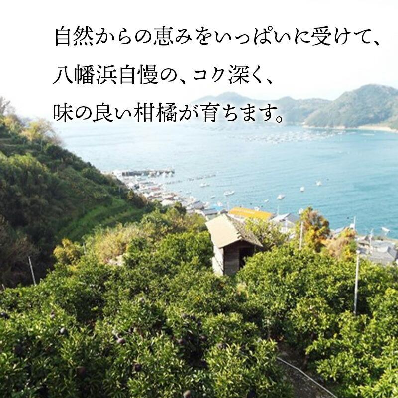  フルーツ 愛媛県産 せとか 約3kg （ M〜3Lサイズ 9〜15玉 ） 果物 柑橘 みかん 青果 内祝い ギフト 高級 送料無料 NENP011