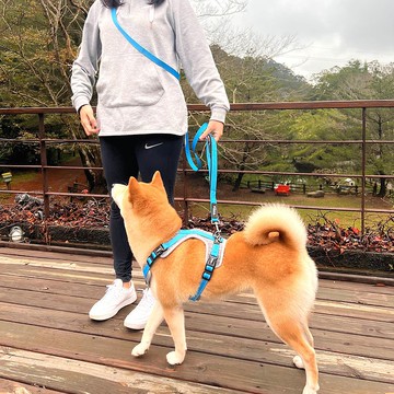 Woofy Woofy 多功能牽繩 210cm 跑步牽繩 天空藍