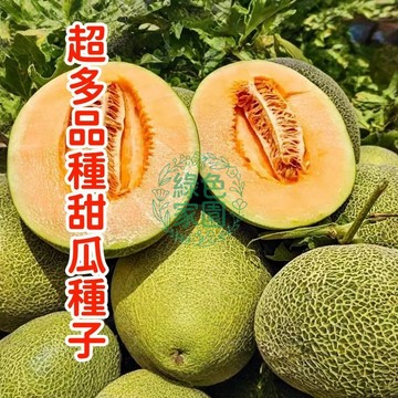 💥台灣發貨💥【超多品種甜瓜種】 四季高產 水果種子 耐熱水果 易種易活 高發芽率  陽台盆栽好種易活 豐產香甜蜜瓜