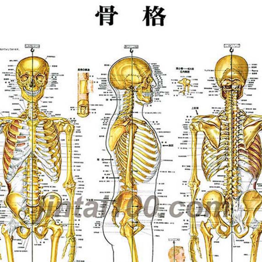 「骨格」医学ポスター ポスターA1サイズ  人体解剖学図ポスター 医学チャート