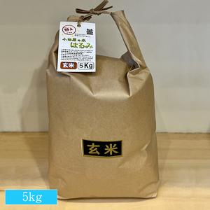 ふるさと納税 志村屋米穀店 令和5年産新米小田原市産　はるみ(玄米) 5kg　＜出荷時期：10月中旬より順次出荷開始＞【 玄米 神奈川県 小田原.. 神奈川県小田原市