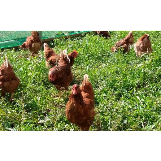 ふるさと納税 茨城県 牛久市 王様の卵 ヨード入 90個 平飼い 地鶏 有精卵 濃厚 卵 こだわり卵 たまご