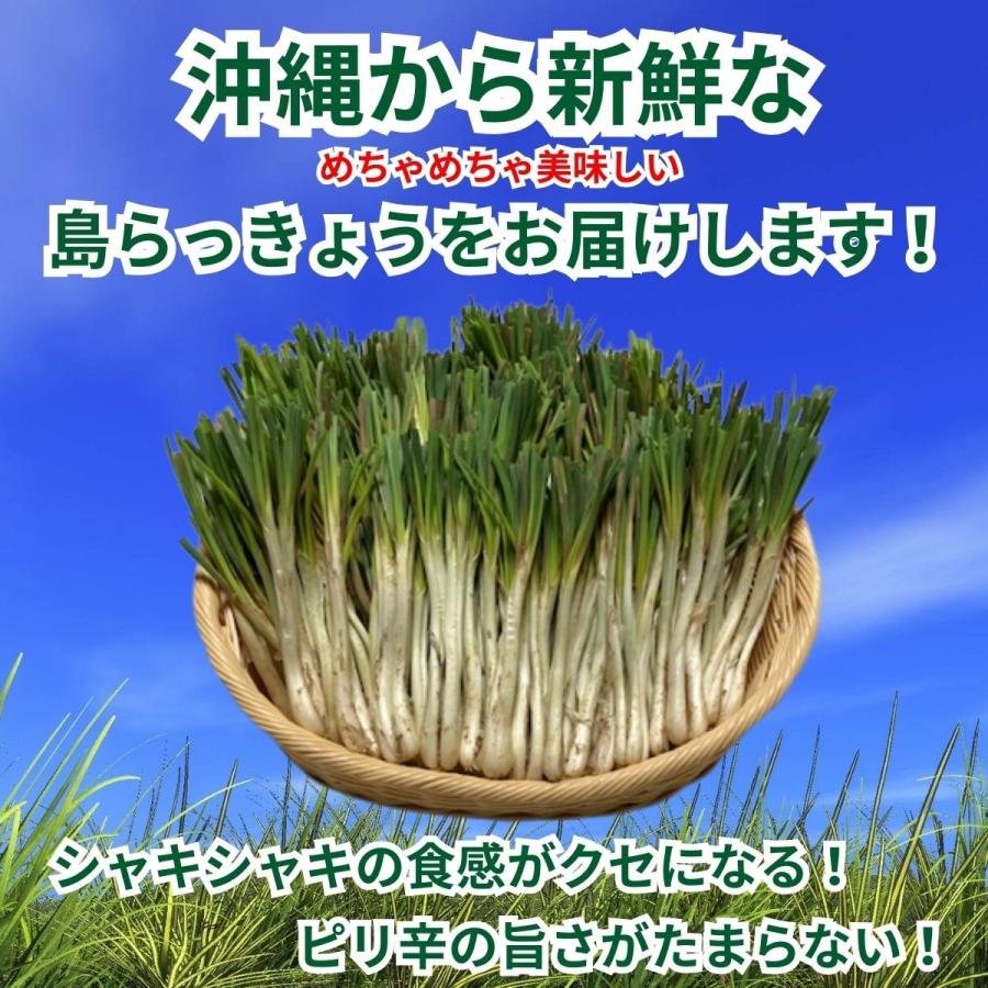 島らっきょう １ｋｇ沖縄産 おいしい しまらっきょう 土付き 島野菜 らっきょう エシャロット 玉ねぎ しゃきしゃき ビール 酒 肴 アテ おつまみ 天ぷら うまい