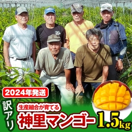 2024年発送　生産組合から直送　神里マンゴー1.5kg