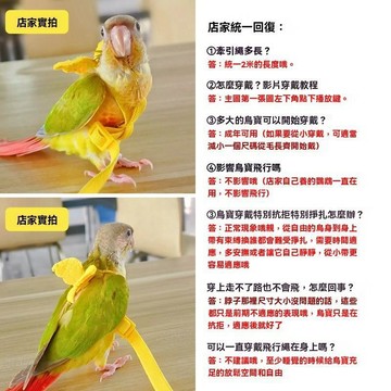 鸚鵡放飛繩 鸚鵡外出繩 鸚鵡牽引繩飛行放飛虎皮牡丹腳鏈背帶遛鳥高彈力外出超