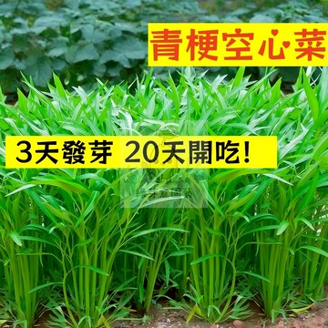 🌱快速收成（青梗空心菜種子KXC-1）蕹菜種子四季高產盆栽大葉青菜種子 硬菜種子 蔬菜種子 多次採收