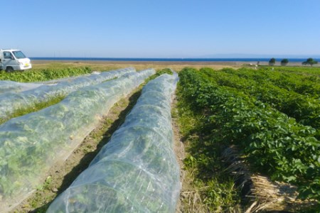 ご家庭向けお野菜セット～旬のおまかせBOX～2回お届け