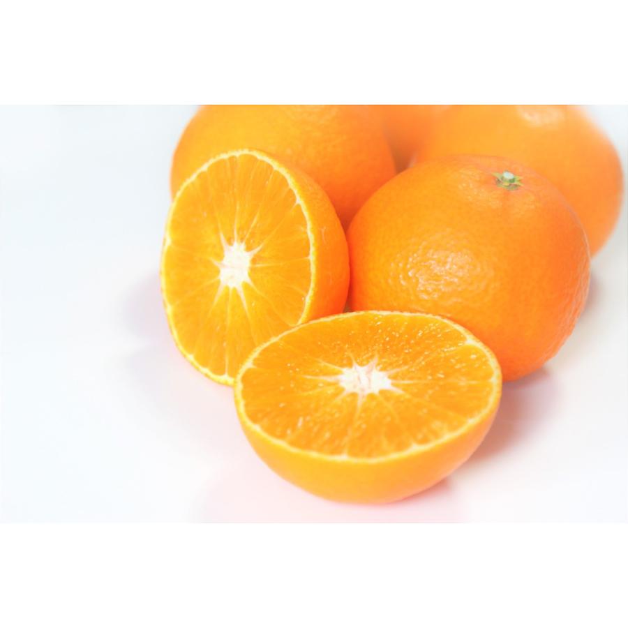まどんな おいしい みかん 愛媛 中島産 フルーツ 柑橘 贈答用 3kg 2L 送料別