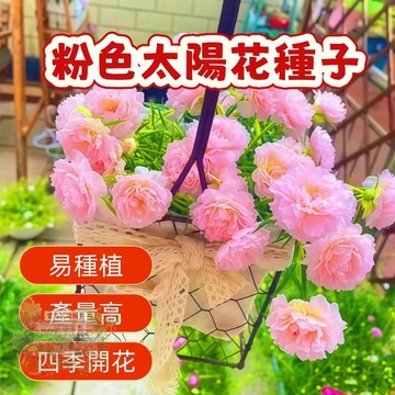 🌹  粉色太陽花種子  四季種植 稀有重瓣 四季播種松葉牡丹易活開花不斷室內外陽臺種植 觀賞花卉種子 超低價