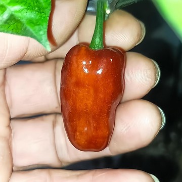 🌶️【美洲獅）辣椒種子】🌶️（超辣）株植高達160CM  盆景,,觀賞,超級辣椒種子