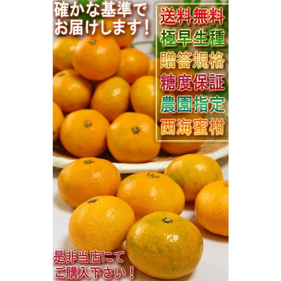 極早生 味まる蜜柑 約2.5kg M〜2Lサイズ 長崎県産 贈答規格 JAながさき西海 糖度保証で安定した甘さ！爽やかな風味の西海ブランドみかん