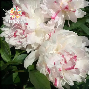 青禾園藝-五花芍藥花種子 （SY-34）粉白色係重辦濃香型多年生觀賞花卉耐熱大花型庭院陽台盆栽非牡丹四季可種植#自留種