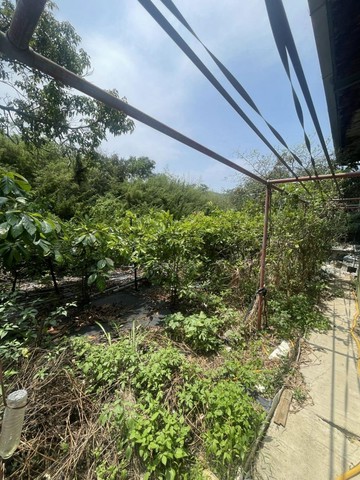 新屋近市區、埔頂國小、66快速道路，田園農家樂特農｜桃園市新屋區埔頂段水碓小段