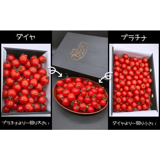 ふるさと納税 熊本県 玉名市 ソムリエミニトマト 食べ比べ3kg (プラチナ ダイヤ)