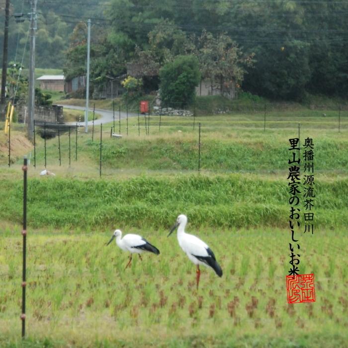 新米 お米 10kg×3 30kg 送料無料 選べるオーダー精米 清流ひのひかり芥田川 令和5年産 生産農家直送便 5分づき 7分づき 白米 上白 低温精米  ギフト