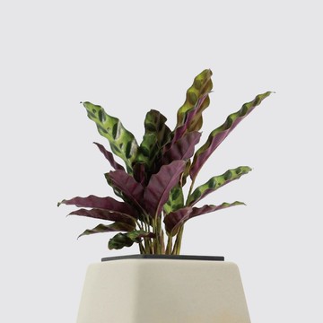 │ 方盆系列 │ 孔雀竹芋 - 寵物友善 淨化 水耕植物 懶人盆栽