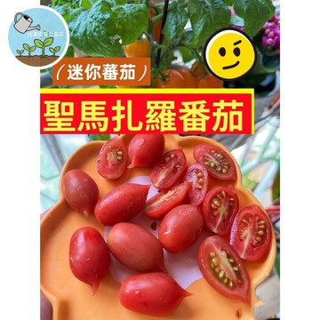 迷你聖馬札羅番茄種子 高發芽率稀有蕃茄種子家庭蔬菜種子#tomato  家庭菜園 DIY種植 易栽種 高產量 甜度高
