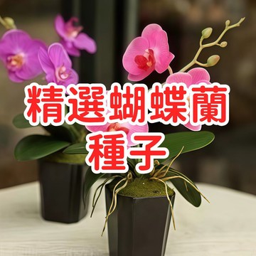 【精選蝴蝶蘭種子】台灣蝶蘭 白花蝴蝶蘭 原生種 優質種源 室內盆栽 觀賞花卉 園藝栽培 種子包 易種植 好照顧