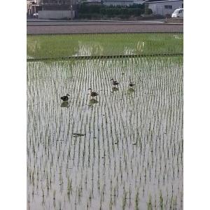 ふるさと納税 和歌山県産こしひかり10kg(5kg×２）5回お届け 和歌山県和歌山市