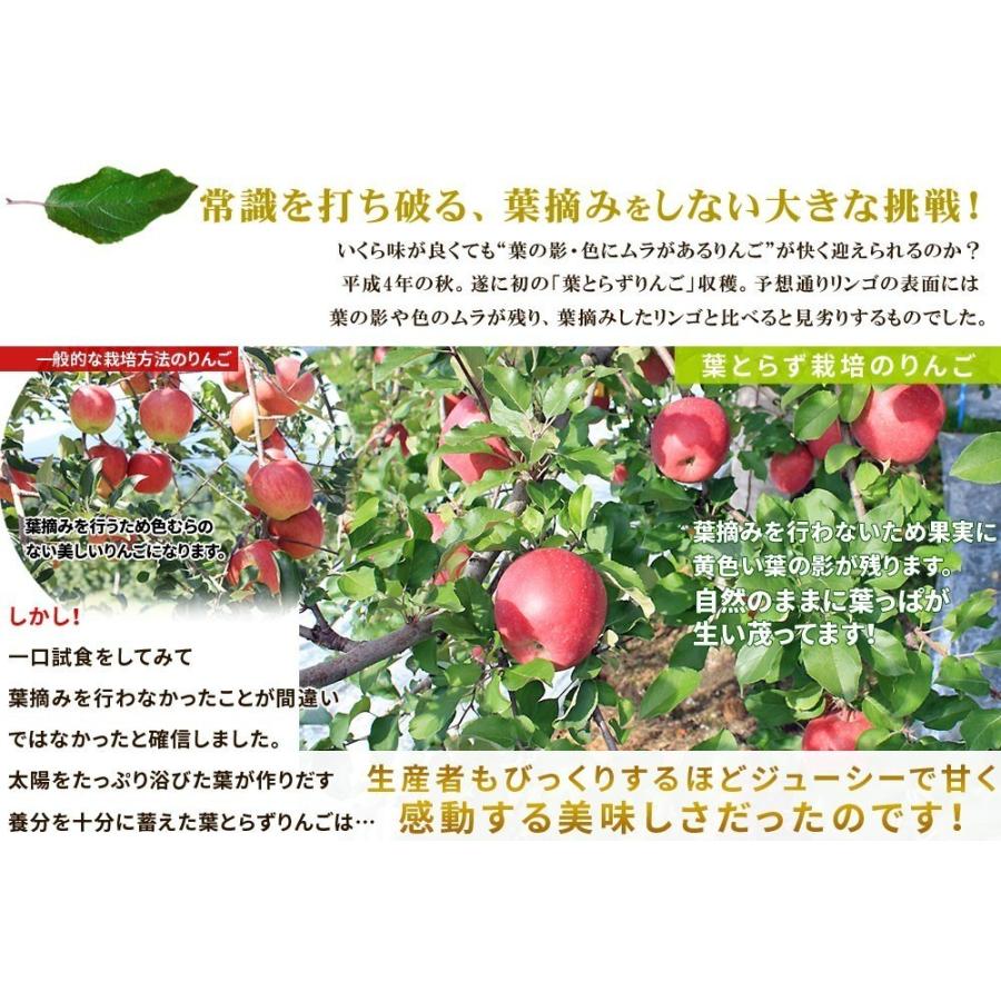 葉っぱの影は甘さのサイン贈答用(8-10玉)青森 送料無料 [※産地直送のため同梱不可]「GOLD」